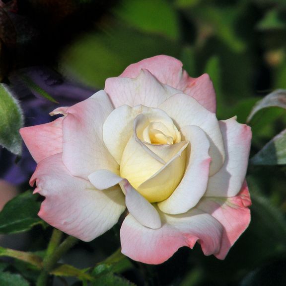 X-Rated photo xr2013_06300021_zps1a2c2e2d.jpg